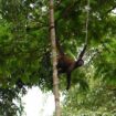 Spider monkeys in Tortuguero. Photo by John M. Smith