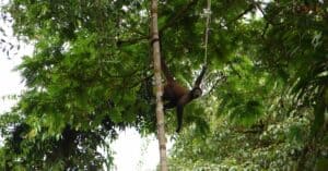 Monkeying Around in Costa Rica