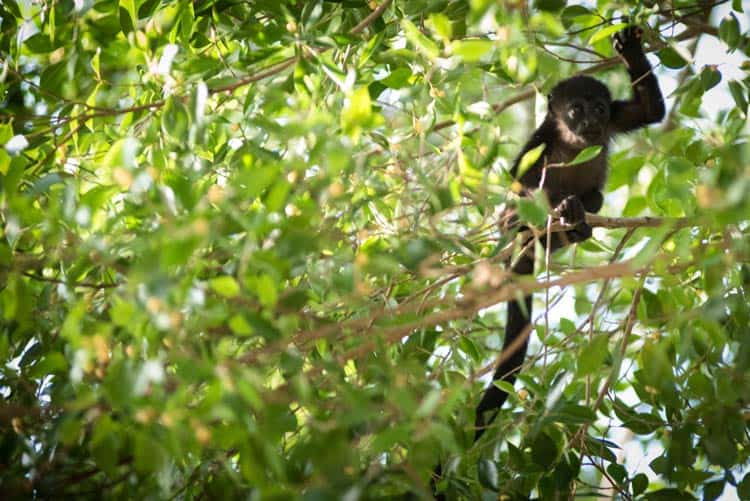 Baby monkey in Costa Rica