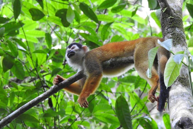Lounging squirrel monkey