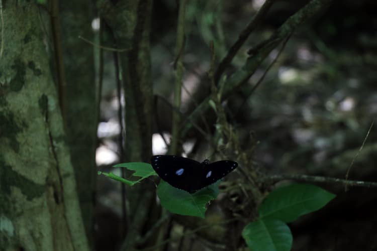 Kupu-kupu Raja Gagak Bergaris Biru di Guam.  Foto oleh Joyce McClure