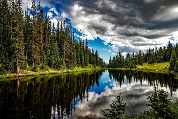 Conifer trees by a lake in Colorado