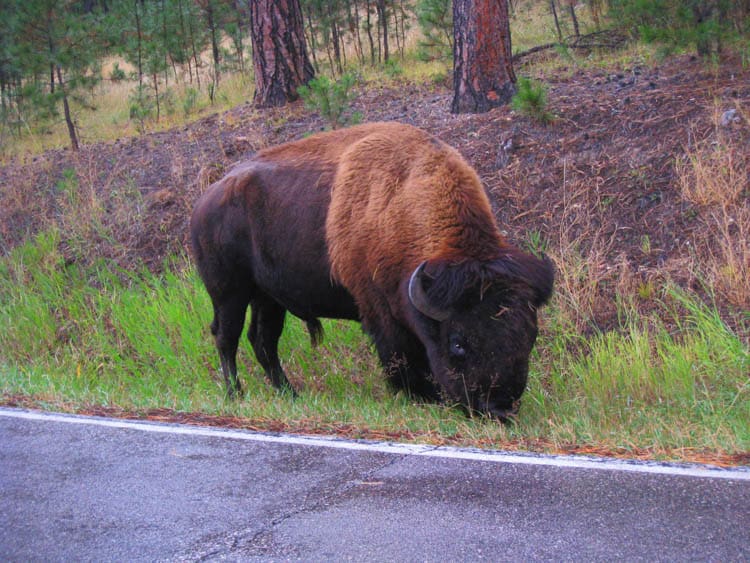 A male bison seeks out the salt and minerals along the roadbed.