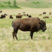 Custer State Park Bison