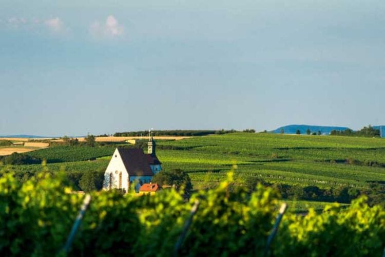 Vineyards in Franconia Germany