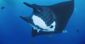 Dancing with Giants: Scuba Diving with Manta Rays in the Maldives