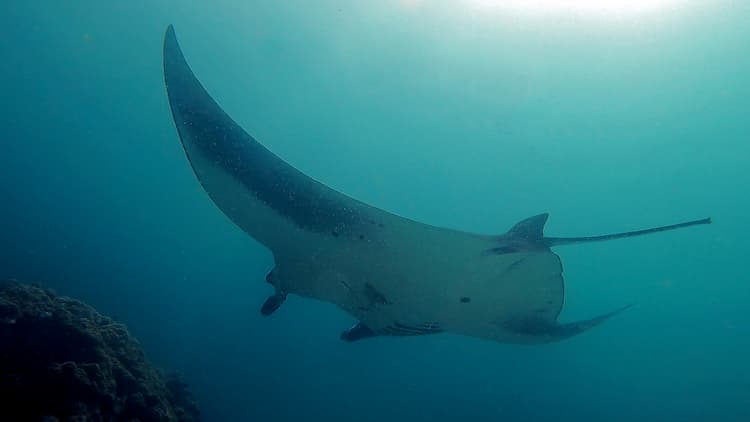 Manta Ray. Photo by Thomas Später