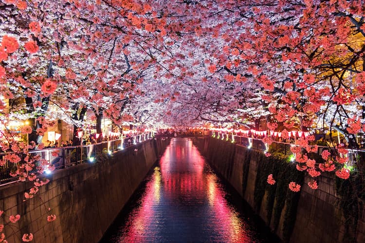 Meguro River, Matsuno, Japan. Photo by Sora Sagano