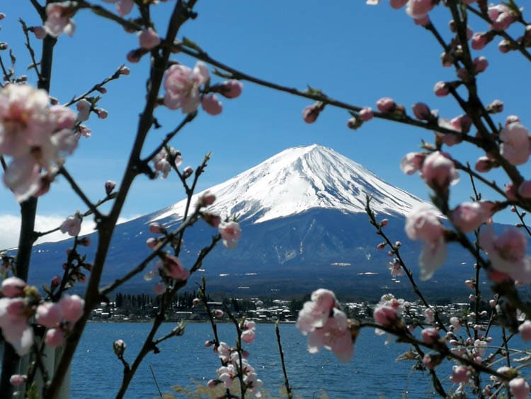 Bunga Sakura Gunung Fuji