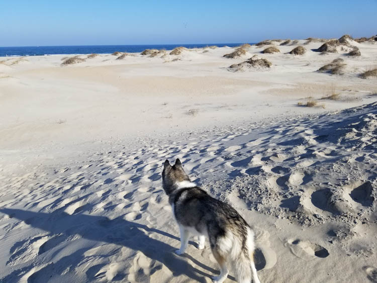 Dog friendly Outer Banks