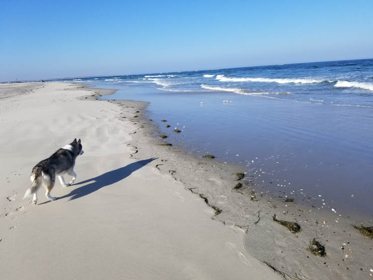 Dog friendly Outer Banks NC