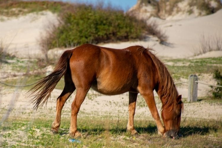 Kuda liar Outer Banks 
