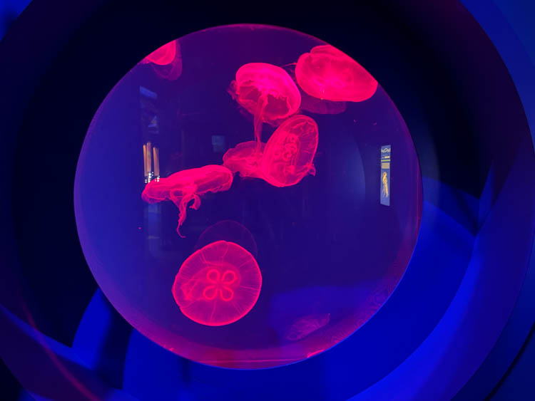 Jellyfish at Virginia Beach Aquarium