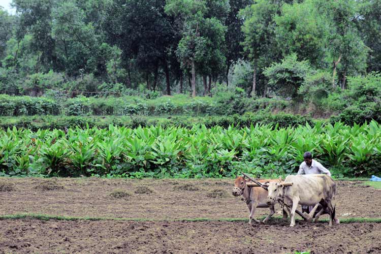 Farmer in Bangladesh