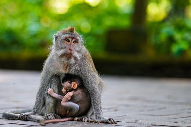 Ubud Monkey Forest