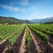 California wine country vacation