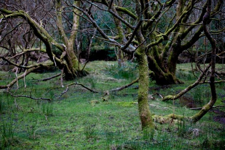 Irish folklore trees