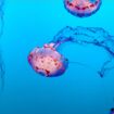 Jellyfish. Photo by Tim Mossholder