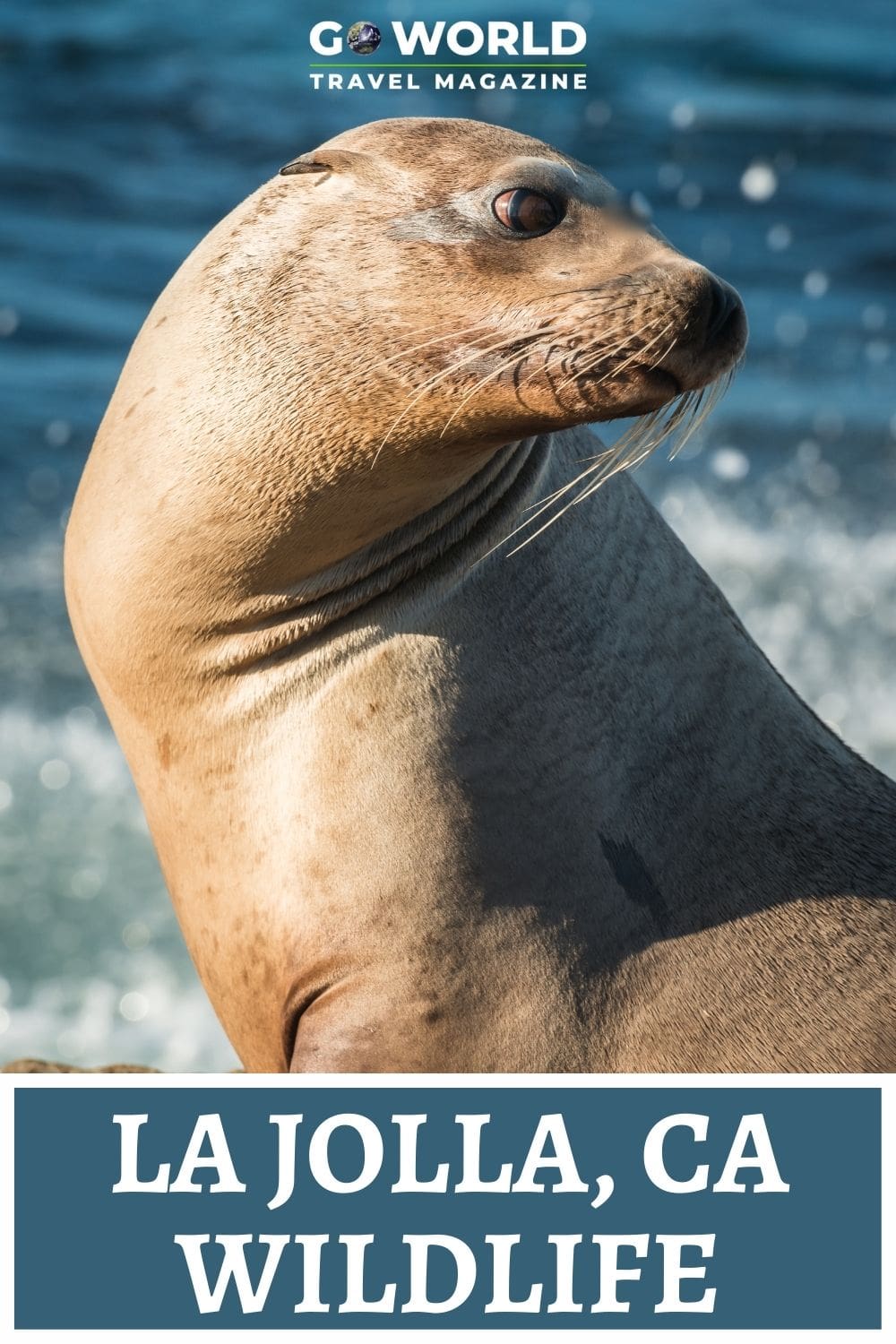 If you love sealife, birdlife and nature then you'll love La Jolla San Diego. Here's a taste of things to do in La Jolla for nature lovers. #lajollaca #sandiegoca