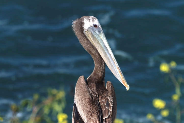 Brown pelican