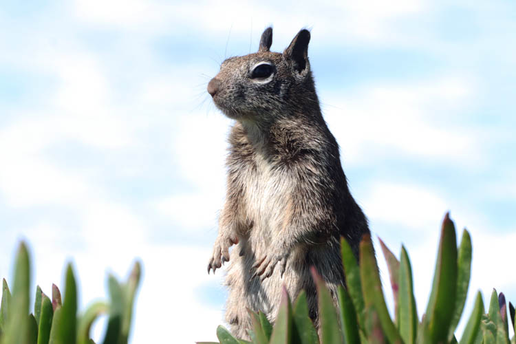 Cute ground squirrel