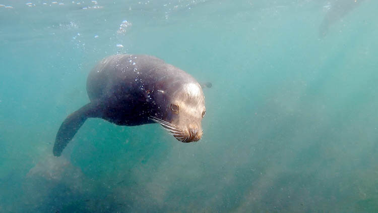 Sea lion swimming under water in La Jolla