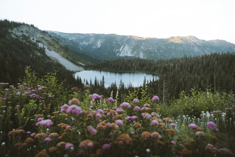 Mount Rainier. Photo by Peter Thomas