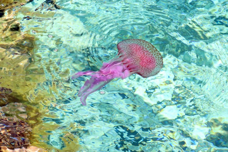 Ubur-ubur Pelagia Noctiluca.  Foto oleh Thomas Later