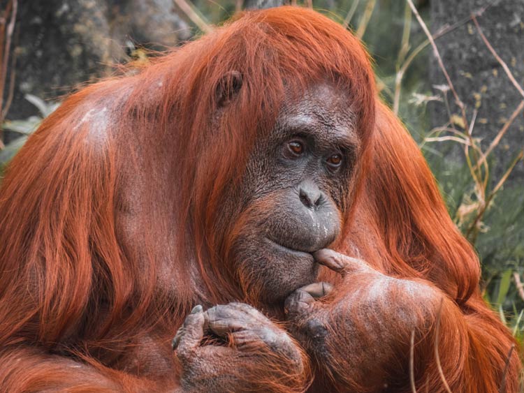 Dublin Zoo