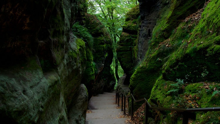 Mossy Bastei steps to trail