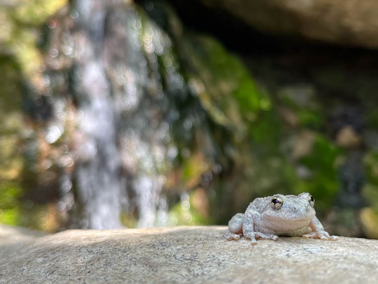 Californian Treefrog