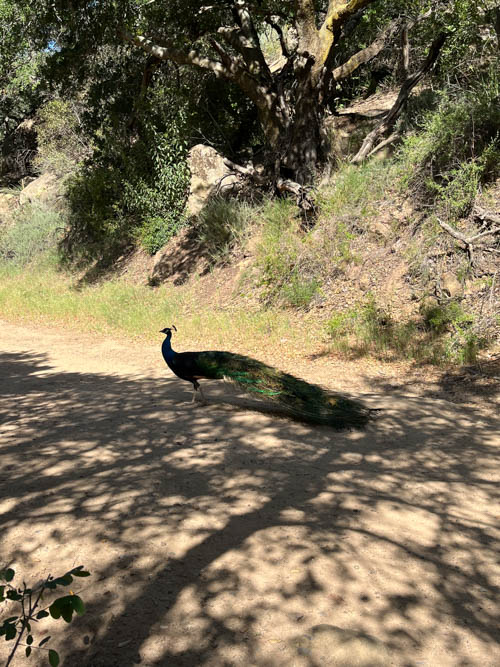 Peacock on the trail