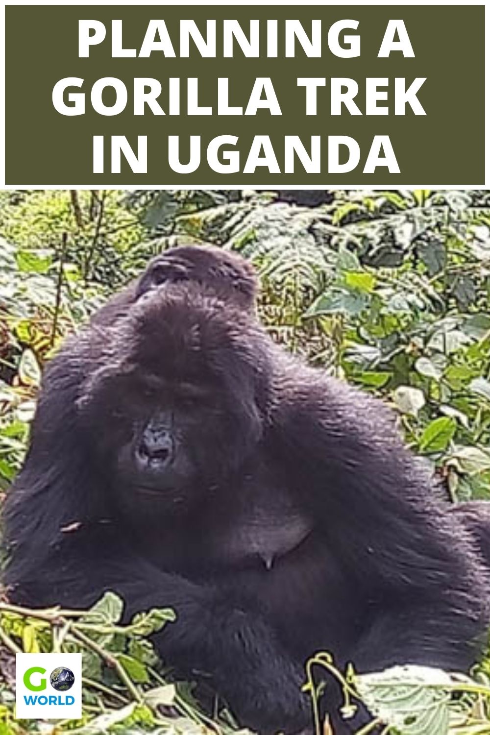 Semua yang perlu Anda ketahui tentang merencanakan pengalaman trekking gorila di Uganda.  Kapan harus pergi, bagaimana cara memesan dan berapa lama untuk mengizinkan.  #gorillatrekking #ugandagorillatrek