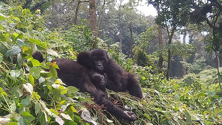 Gorillas in jungle