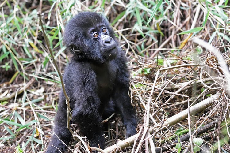 Baby gorilla.