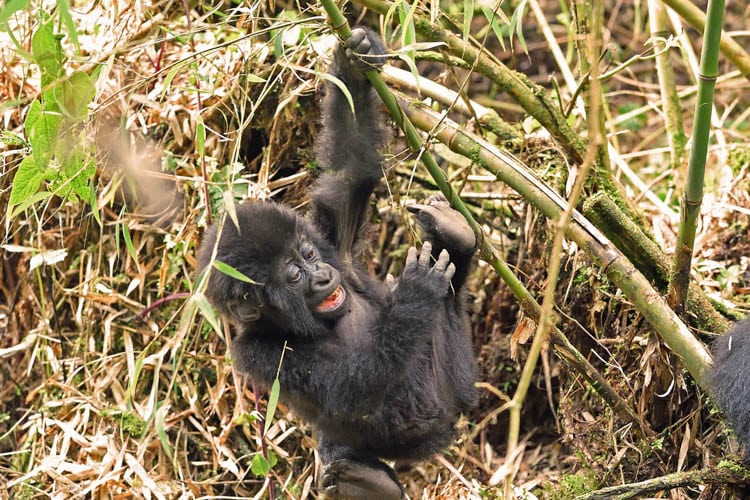 Mgahinga gorilla park