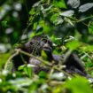 Gorilla trekking in Uganda