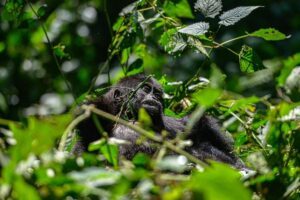 What You Need to Know When Planning a Gorilla Trekking Holiday in Uganda