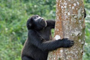 How to Plan a Gorilla Trekking Holiday in Uganda