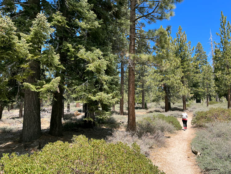 Big Bear Hike Beautiful hiking trail through pine trees