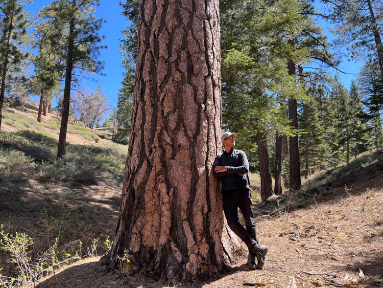 Giant pine tree at Pineknot Trail