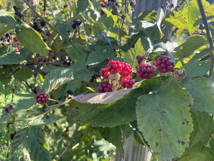 Blackberry Plants at Crabtree Farms. Photo by Janna Graber