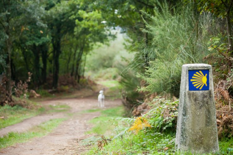 Lovely walk through the trees along the Camino