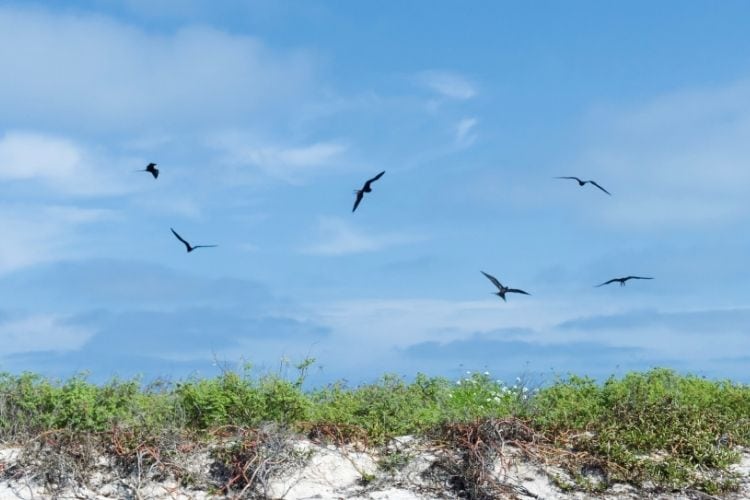 Dry Tortugas birdlife