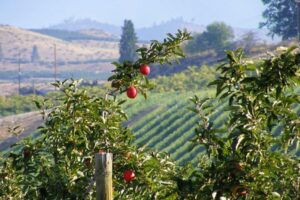 Good looking apples at an apple orchard in Wenatchee, WA.