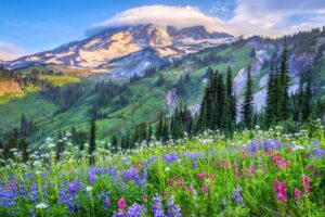 Mount Rainier's wildflower meadows burst into color each summer, transforming the Cascade wilderness into nature's most spectacular alpine garden. Photo by Aaron_Huang from Getty Images via Canva