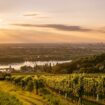 Vinyard at Sunset