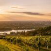 Vinyard at Sunset