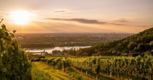 A Visit to the Vineyards of Vienna