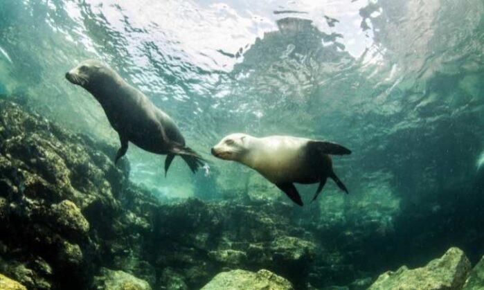 Sea lions near La Paz